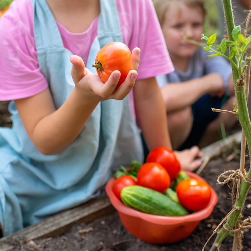 Children with grandfather gather organic tomatoes and cucumbers at a garden